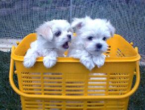 Female on left and male on right. Lilly's and Stevie's pups