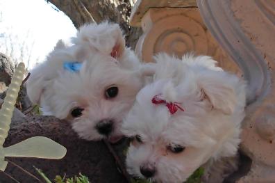 Abby pups