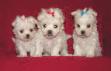 Lilly's pups