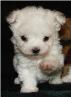 Lucy's pup