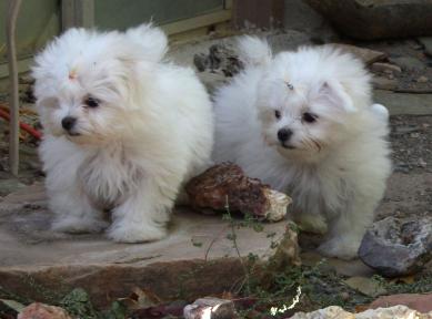 Lucy and Sunny's boys