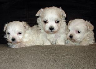 Muffin and Sunny's girls