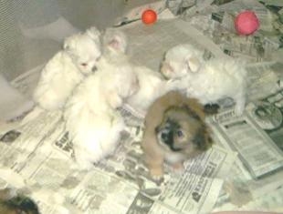 Purbred maltese...same pups above..with a Shih-Tzu/Pom cross
