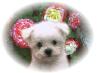 Lucy and Stevie's pup...female...small size