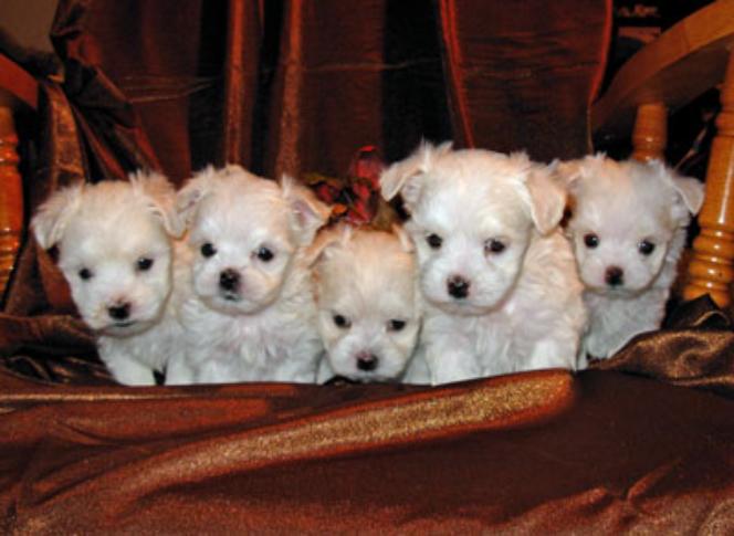 Sophie and Junior's pups
